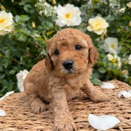 Blue - Red  male Goldendoodle puppy in Caldwell, Idaho from Idaho Mini Doodles