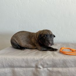 Orange - Fawn sable male Belgian Malinois puppy in Buckeue, Arizona from Légende Vivante Du Chief Kennel