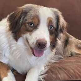 Aussiedoodles, Maltipoos, and Miniature Australian Shepherds from Desert Skyline Kennel