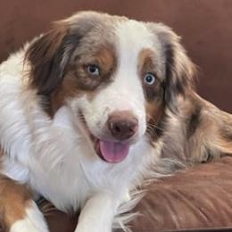 Aussiedoodles, Maltipoos, and Miniature Australian Shepherds from Desert Skyline Kennel