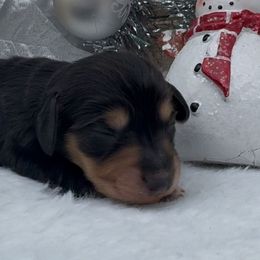 Macie - Black and tan female Dachshund puppy in Desloge, Missouri from Snows Doxies