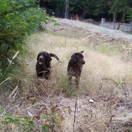 Labrador Retriever Puppies from Cecilie Drege