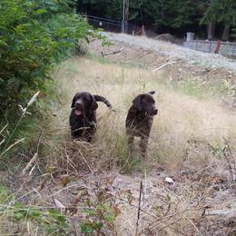 Labrador Retriever Puppies from Cecilie Drege