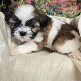 Male white and brown new pics and a video - Sable and white male Shih Tzu puppy in Missouri from Anna's Babies in the Midwest