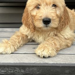 Cockapoo and Goldendoodle Puppies from Puppy Power Kennels
