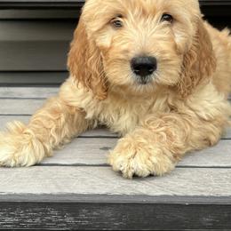 Cockapoo and Goldendoodle Puppies from Puppy Power Kennels