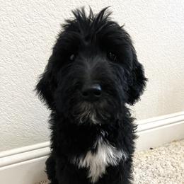 Labradoodle Puppies from Sweet Tea Labradoodles