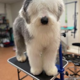 Golden Retriever and Old English Sheepdog All Grown Up from Saddle Rock Golden Retrievers & Old English Sheepdogs