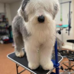 Golden Retriever and Old English Sheepdog All Grown Up from Saddle Rock Golden Retrievers & Old English Sheepdogs