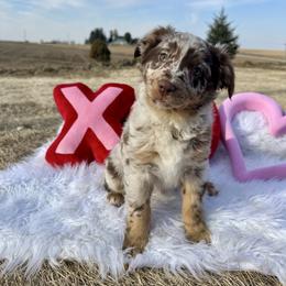 Haven - Red merle female Australian Shepherd puppy in West Union, Iowa from Boundless Hearts Australian Shepherds LLC