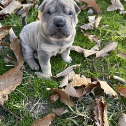 Sophia - Blue sable female Chinese Shar-Pei puppy in North Carolina from Amy Mahaffey's Chinese Shar-Pei
