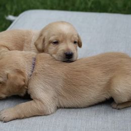 Labrador Retrievers from Pearl’s Perfect Pups