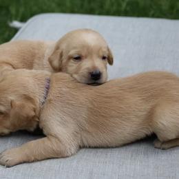 Labrador Retrievers from Pearl’s Perfect Pups