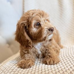 Elle-yellow - Apricot female Cavapoo puppy in Twin Falls, Idaho from Magic Valley Family Doodles
