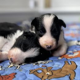 Border Collie Puppies from Ferry Hill Farm