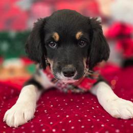 Elvis - Black male Double Doodle puppy in Prescott Valley, Arizona from Ramirez Family Doodles