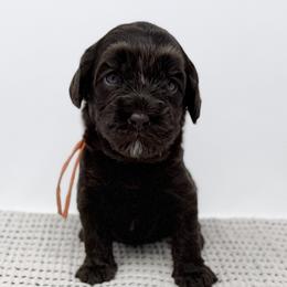 Persephone - Chocolate female Australian Labradoodle puppy in Sacramento, California from Little Farmstead Labradoodles