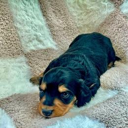 Hagrid - Black and tan male Dachshund puppy in Casper, Wyoming from Daisy's Doxies & Doodles