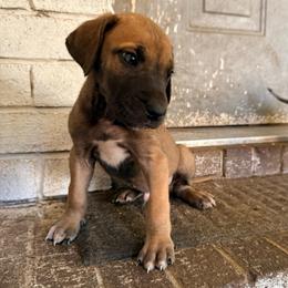 Dozer - Fawn male Great Dane puppy in Jerusalem, Arkansas from Mara Danes