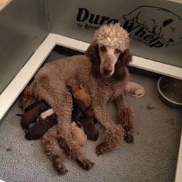 Poodle Puppies from Kokopelli Standard Poodles