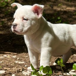 Mr. Freeze - White American Bully puppy in Nashville, Tennessee from SimplyBullies