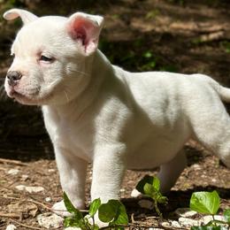 Mr. Freeze - White American Bully puppy in Nashville, Tennessee from SimplyBullies