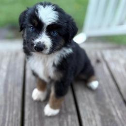 Crew - Black & white male Miniature Australian Shepherd puppy in Brookshire, Texas from P's Aussies