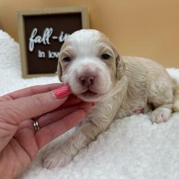 Dolly - Red female Bernedoodle puppy in Scottsville, Kentucky from Barren River Bernedoodles and Poodles