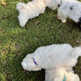 Coton de Tulear Puppies from Smoky Mountains Cotons