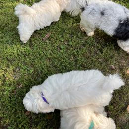 Coton de Tulear Puppies from Smoky Mountains Cotons