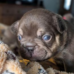 Aubrac - Tricolors male French Bulldog puppy in Fort Atkinson, Wisconsin from Bishop Bullyz