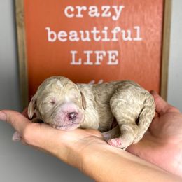 Charleston Chew - Apricot male Poodle puppy in Murrieta, California from Apricot Poodles & Goldendoodles, LLC