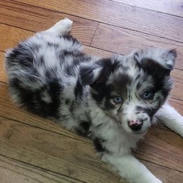 Miniature Australian Shepherd Puppies from Brown Family Aussies
