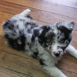 Miniature Australian Shepherd Puppies from Brown Family Aussies