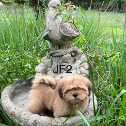 JF2 FEMALE FLORIDA AKC LHASA APSO MULTI ANCESTRY - Golden female Lhasa Apso puppy in Bell, Florida from Maryann & Kandis