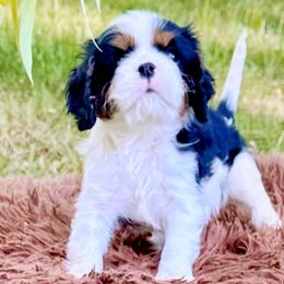 Cavalier King Charles Spaniels from Feray Valoir cavaliers