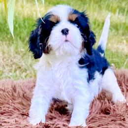 Cavalier King Charles Spaniels from Feray Valoir cavaliers