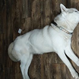Siberian Huskies from Millington Breeders