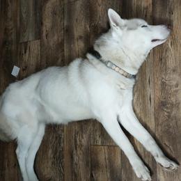 Siberian Huskies from Millington Breeders