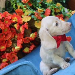 Honeybun Cream Male - Cream male Dachshund puppy in Woodbine, Georgia from Walker's Minidachs