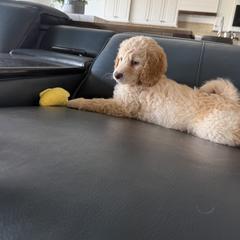 Double Doodle Puppies from Royal Litter