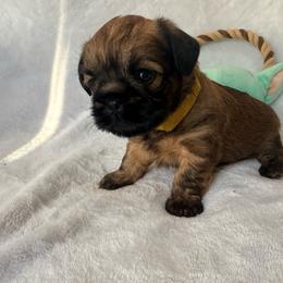Darth Vader (Teddy) - Red male Brussels Griffon puppy in Seneca, Missouri from Stephanie’s Puppy Colony