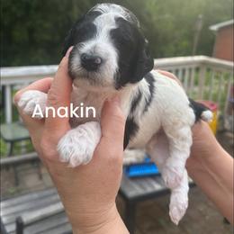 Anakin - Parti male Poodle puppy in Prosperity, Pennsylvania from Stelladoodles & Company