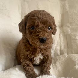 Roxy - Red female Cavapoo puppy in Camden, Michigan from Pawfect Companions
