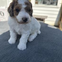 Shamrock-male - Parti male Poodle puppy in Scottsville, Kentucky from Barren River Bernedoodles and Poodles