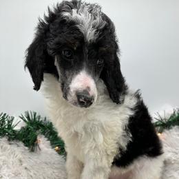Poodle and Sheepadoodle Puppies from Smokey Mountain Sheepadoodles