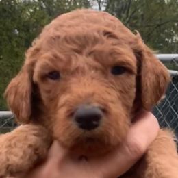Poodles from Barren Bluff Kennels