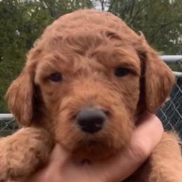 Poodles from Barren Bluff Kennels