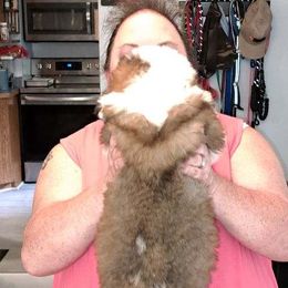 Saint Bernard Puppies from Wintercrest St. Bernards