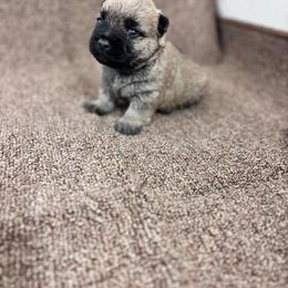 Martin - Cream male Cairn Terrier puppy in Mountain Grove, Missouri from CreekTop